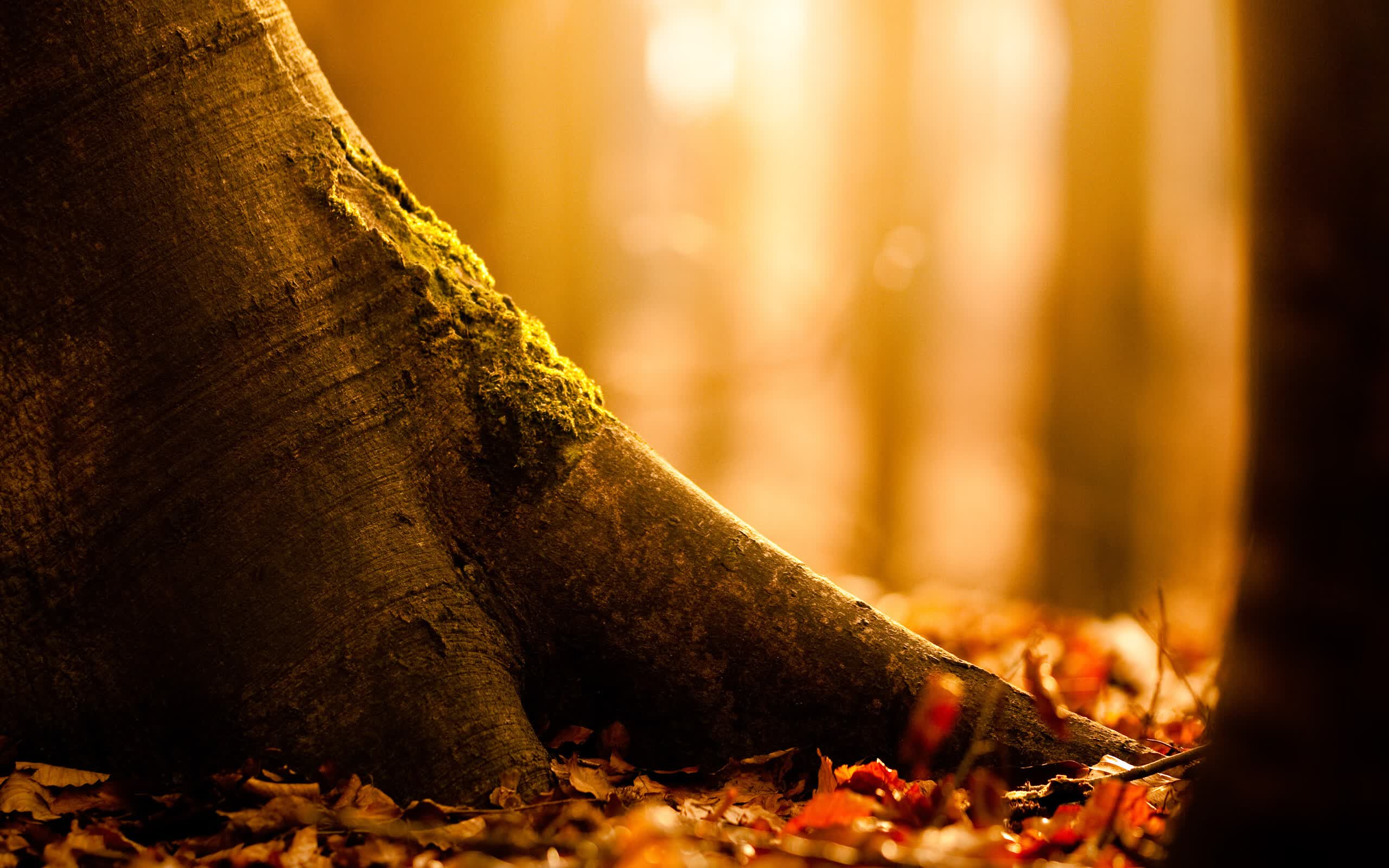 世界游泳赛事志愿者培训手册:标准化流程与服务细则,游泳比赛志愿者活动内容